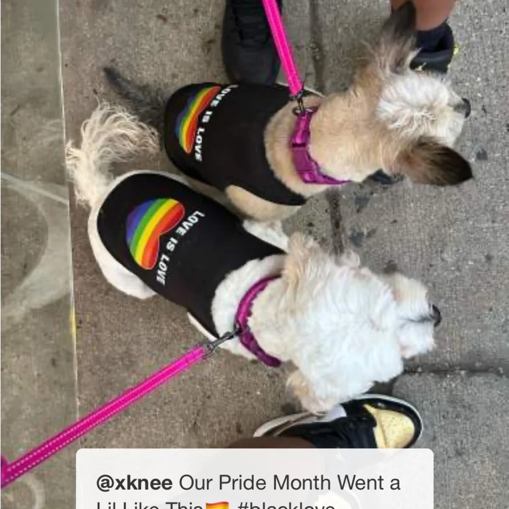 Pride Dog & Cat tank by Boots & Barkley size L/XL
